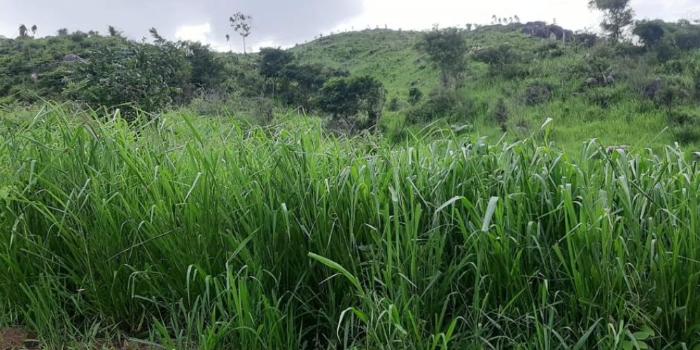 Fazenda Vila Rica 1