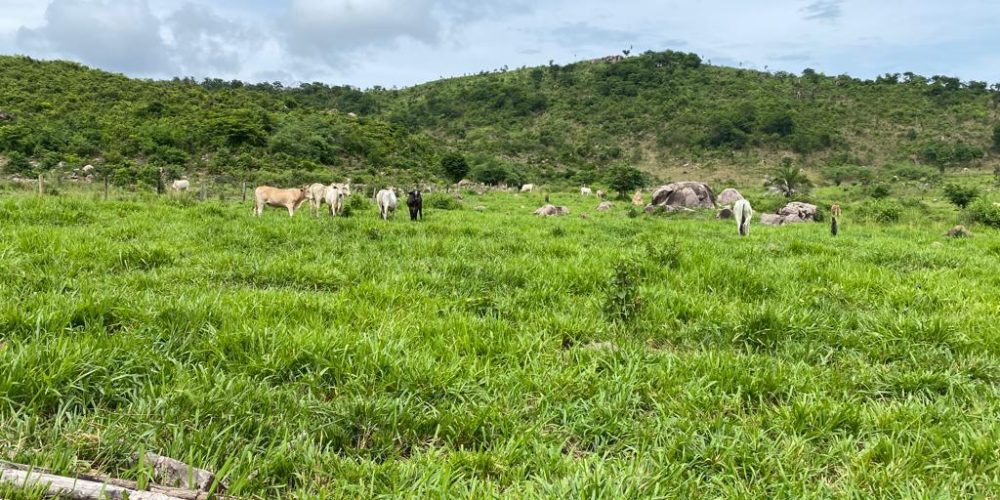 Fazenda Vila Rica 7